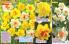 Akcija Flora Ekspres katalog jesen 2017 62368