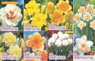 Akcija Flora Ekspres katalog jesen 2017 62369
