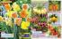 Akcija Flora Ekspres katalog jesen 2017 62370