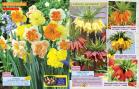 Akcija Flora Ekspres katalog jesen 2017 62370