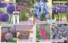 Akcija Flora Ekspres katalog jesen 2017 62371