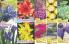 Akcija Flora Ekspres katalog jesen 2017 62372