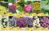 Akcija Flora Ekspres katalog jesen 2017 62373