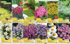 Akcija Flora Ekspres katalog jesen 2017 62373