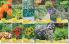 Akcija Flora Ekspres katalog jesen 2017 62374