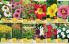 Akcija Flora Ekspres katalog jesen 2017 62375