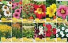Akcija Flora Ekspres katalog jesen 2017 62375