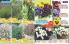 Akcija Flora Ekspres katalog jesen 2017 62378