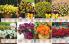 Akcija Flora Ekspres katalog jesen 2017 62379