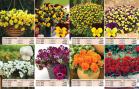 Akcija Flora Ekspres katalog jesen 2017 62379