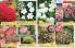 Akcija Flora Ekspres katalog jesen 2017 62381