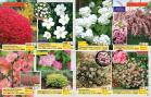 Akcija Flora Ekspres katalog jesen 2017 62381
