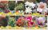 Akcija Flora Ekspres katalog jesen 2017 62383
