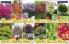 Akcija Flora Ekspres katalog jesen 2017 62384