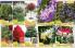 Akcija Flora Ekspres katalog jesen 2017 62385