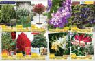 Akcija Flora Ekspres katalog jesen 2017 62385