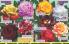Akcija Flora Ekspres katalog jesen 2017 62387