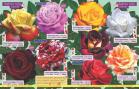 Akcija Flora Ekspres katalog jesen 2017 62387