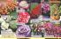 Akcija Flora Ekspres katalog jesen 2017 62389