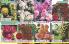 Akcija Flora Ekspres katalog jesen 2017 62390