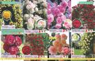 Akcija Flora Ekspres katalog jesen 2017 62390