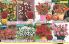 Akcija Flora Ekspres katalog jesen 2017 62391