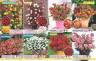 Akcija Flora Ekspres katalog jesen 2017 62391