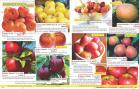 Akcija Flora Ekspres katalog jesen 2017 62394