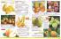 Akcija Flora Ekspres katalog jesen 2017 62395