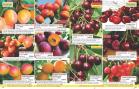 Akcija Flora Ekspres katalog jesen 2017 62397