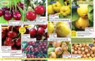 Akcija Flora Ekspres katalog jesen 2017 62398