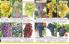 Akcija Flora Ekspres katalog jesen 2017 62400