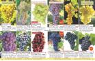 Akcija Flora Ekspres katalog jesen 2017 62400