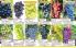 Akcija Flora Ekspres katalog jesen 2017 62401