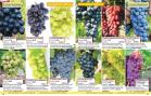 Akcija Flora Ekspres katalog jesen 2017 62401