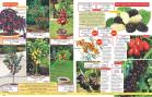 Akcija Flora Ekspres katalog jesen 2017 62403