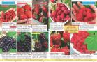 Akcija Flora Ekspres katalog jesen 2017 62404