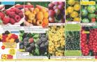 Akcija Flora Ekspres katalog jesen 2017 62405