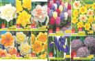 Akcija Floraekspres rasprodaja jesen 2017 66431