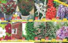 Akcija Floraekspres rasprodaja jesen 2017 66433