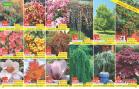 Akcija Floraekspres rasprodaja jesen 2017 66434