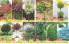 Akcija Floraekspres rasprodaja jesen 2017 66435