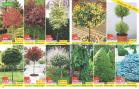 Akcija Floraekspres rasprodaja jesen 2017 66435