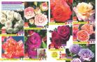 Akcija Floraekspres rasprodaja jesen 2017 66436