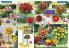 Akcija Floraexpress katalog cveća i sadnog materijala proleće 2018 69126