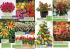 Akcija Floraexpress katalog cveća i sadnog materijala proleće 2018 69130