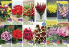 Akcija Floraexpress katalog cveća i sadnog materijala proleće 2018 69133