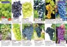 Akcija Floraexpress katalog cveća i sadnog materijala proleće 2018 69162