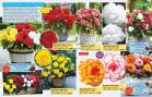 Akcija Floraekspres katalog proleće 2018 71192