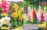 Akcija Floraekspres katalog proleće 2018 71199
